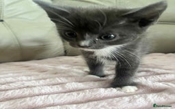 British Shorthair cats for sale: Beautiful British Shorthair Kittens - Image 2