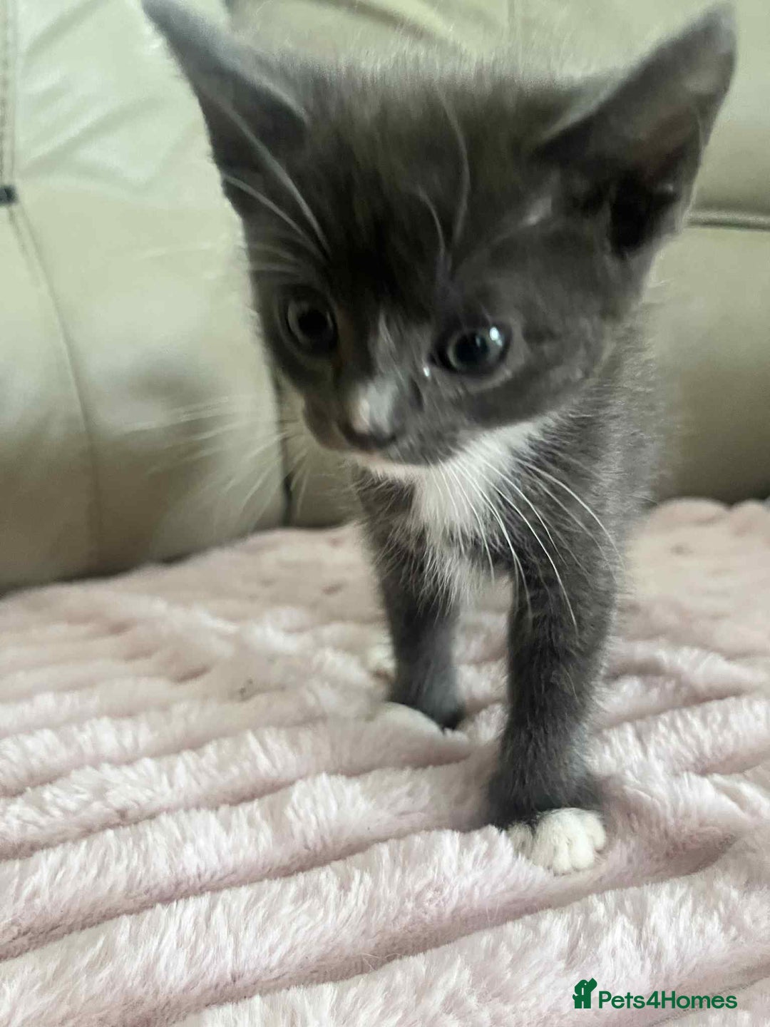 British Shorthair cats for sale: Beautiful British Shorthair Kittens - Image 2