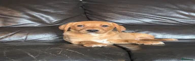 Labrador Retriever 3