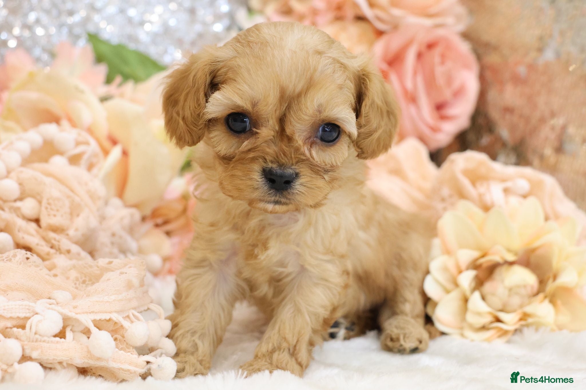 Cavapoo dogs *Health tested* F1 Cavapoos - Advert 3