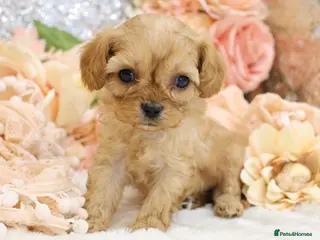 Cavapoo dogs *Health tested* F1 Cavapoos - Advert 3