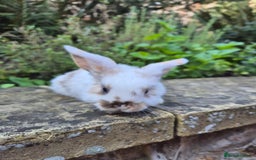 Mini Lop rabbits for sale: Mini Lops  - Image 11