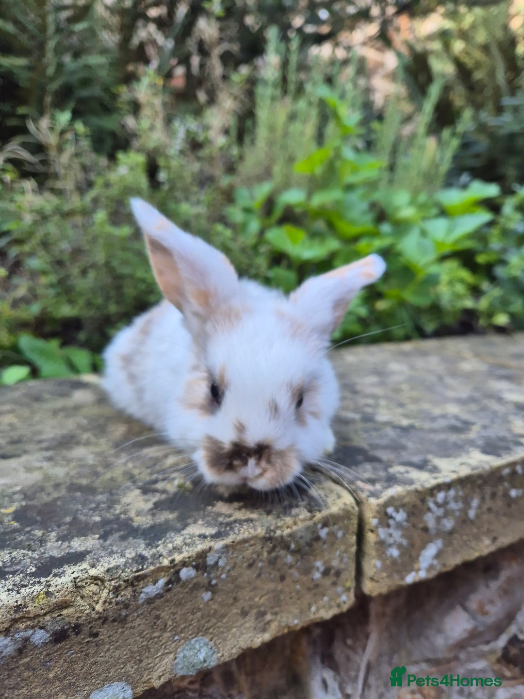 Mini Lop rabbits for sale: Mini Lops  - Image 11