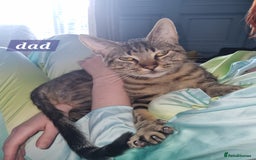 Mixed Breed cats for sale: 4 Gorgeous little boys  - Image 38