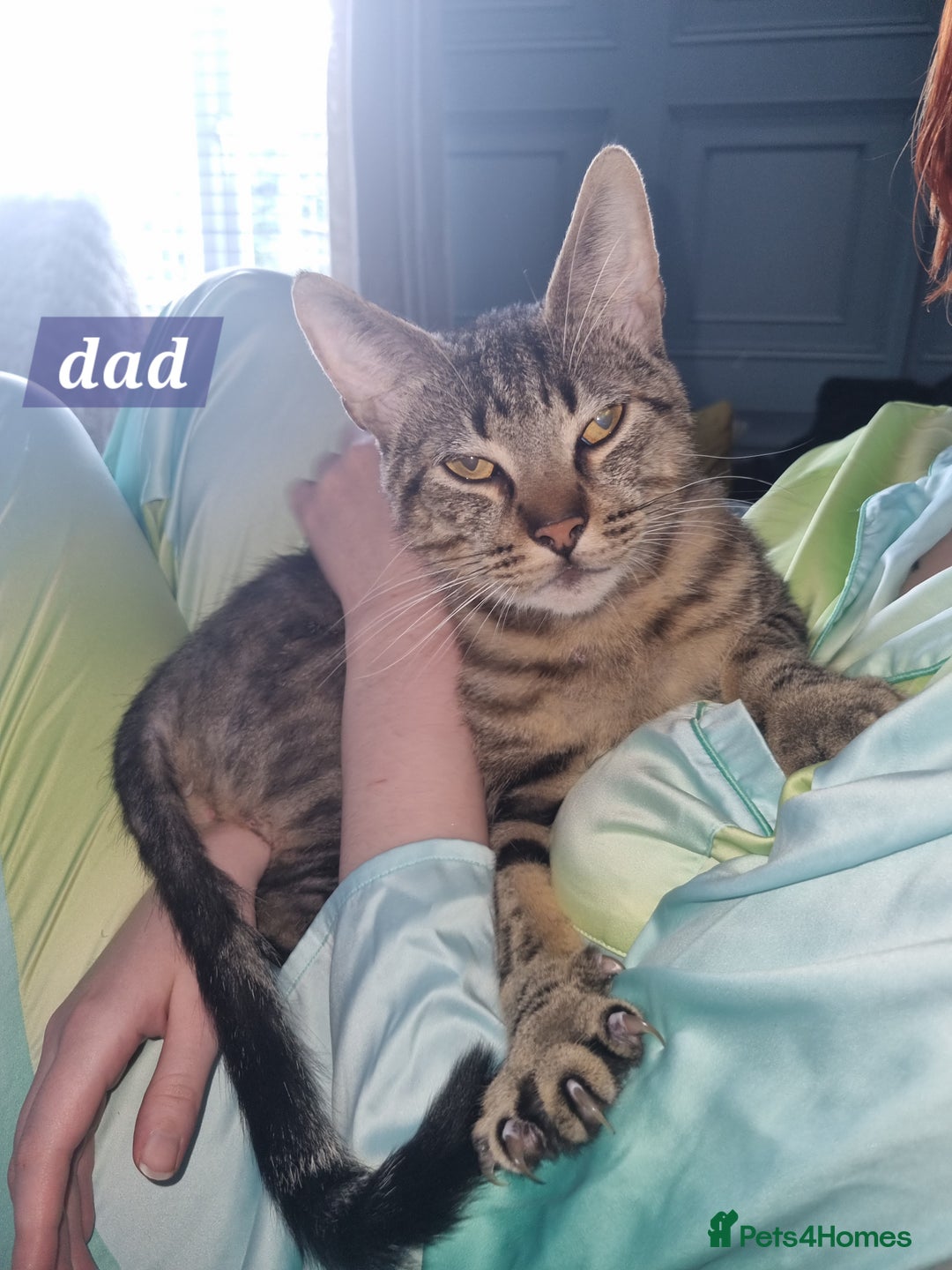 Mixed Breed cats for sale: 4 Gorgeous little boys  - Image 38