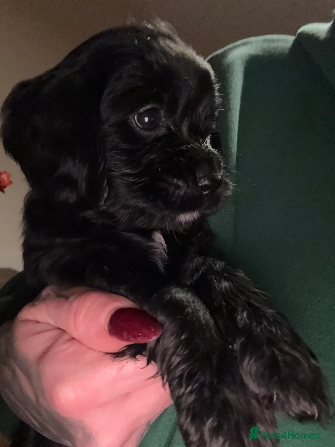 Mixed Breed dogs for sale: Beautiful Cavapoo puppies  - Advert 12