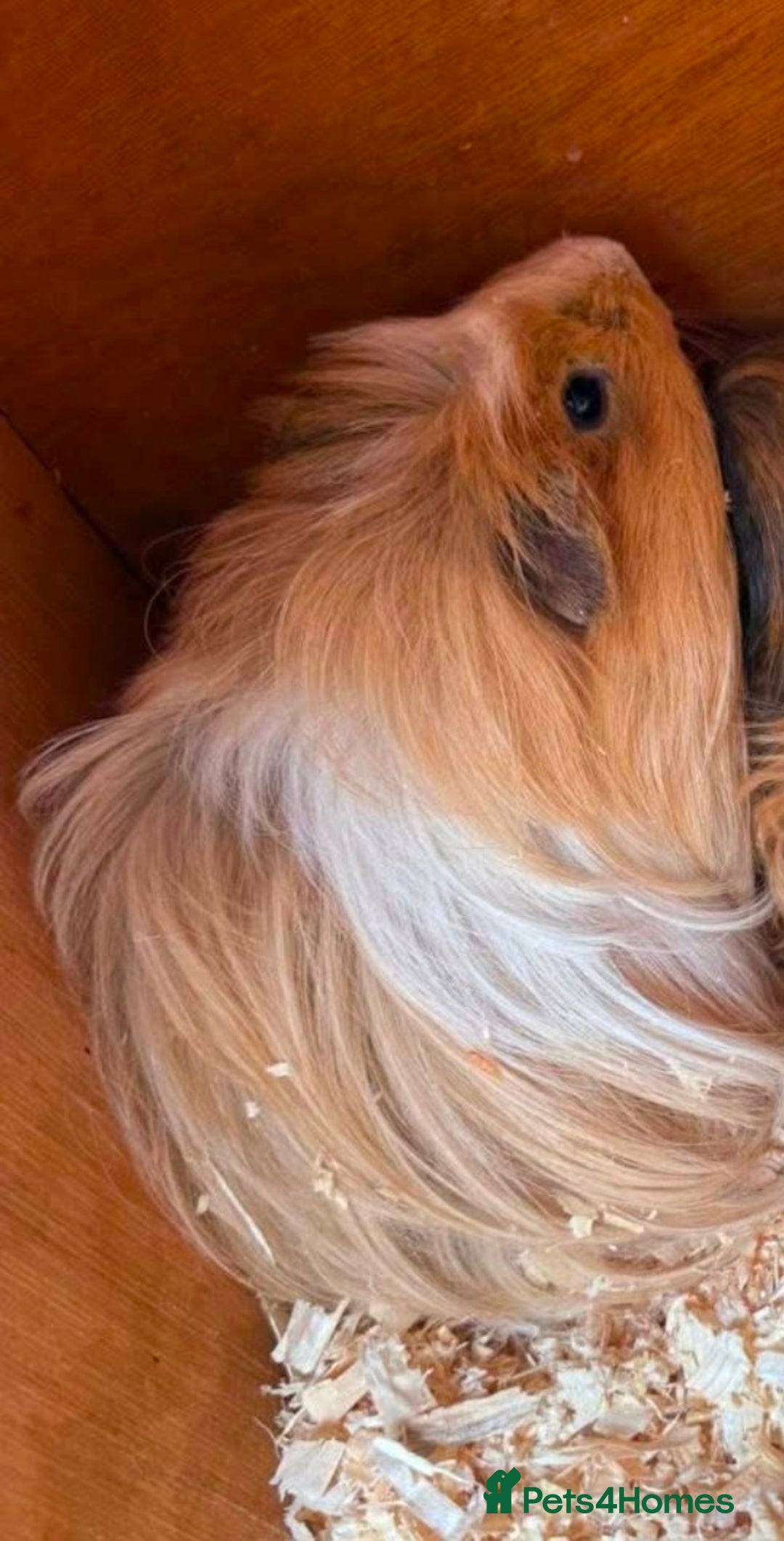 Guinea Pig rodents for sale: Shelty boar  - Advert 2