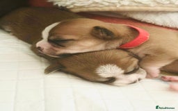 Chihuahua dogs for sale: 6 Gorgeous Chihuahua Puppies 🐶💙🩷🩷🩷🩷💙  - Image 5