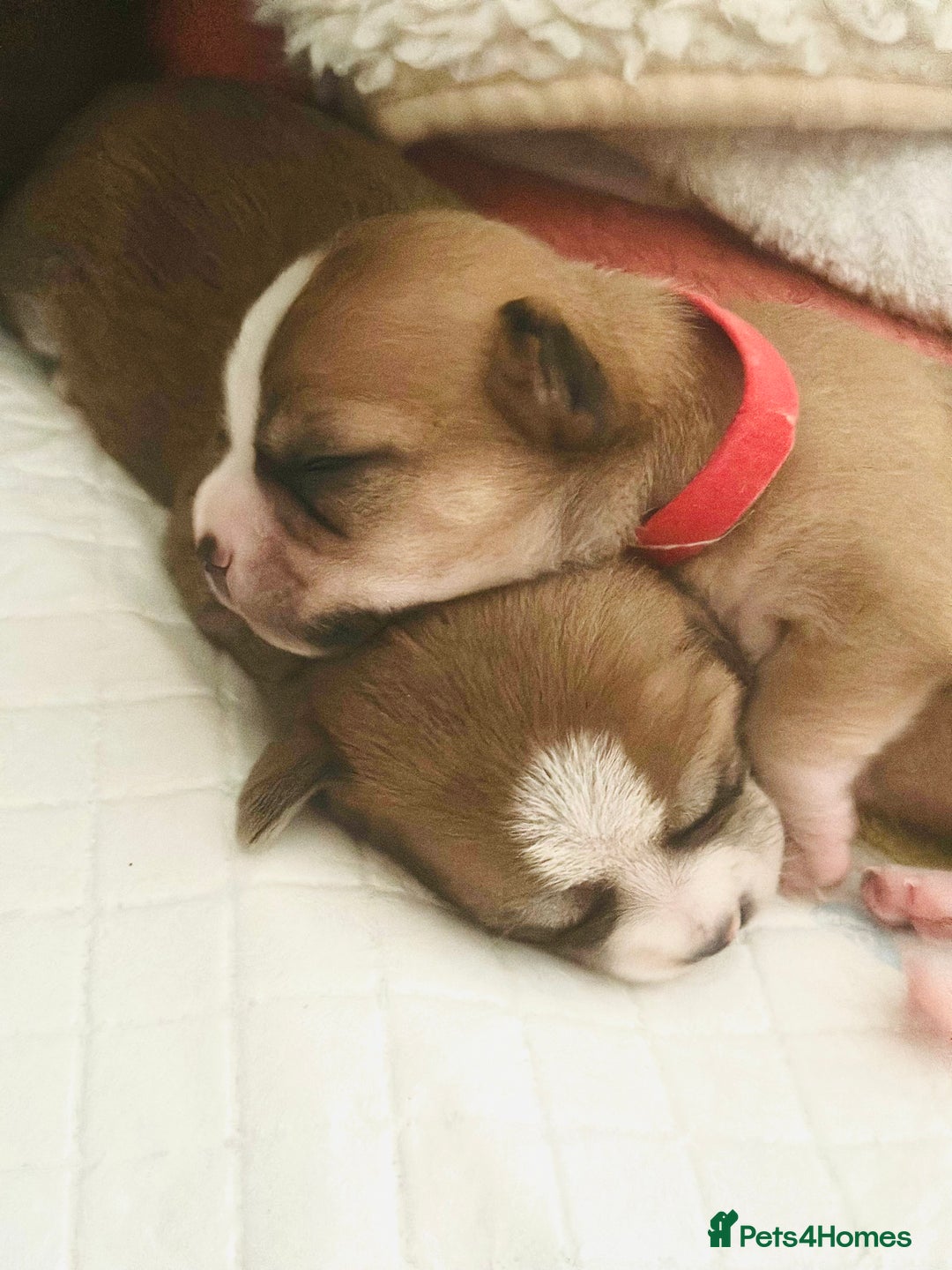 Chihuahua dogs for sale: 6 Gorgeous Chihuahua Puppies 🐶💙🩷🩷🩷🩷💙  - Image 5