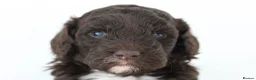 Toy Poodle dogs for stud: Stunning playful Parti Toy Poodle at Stud - Advert 6