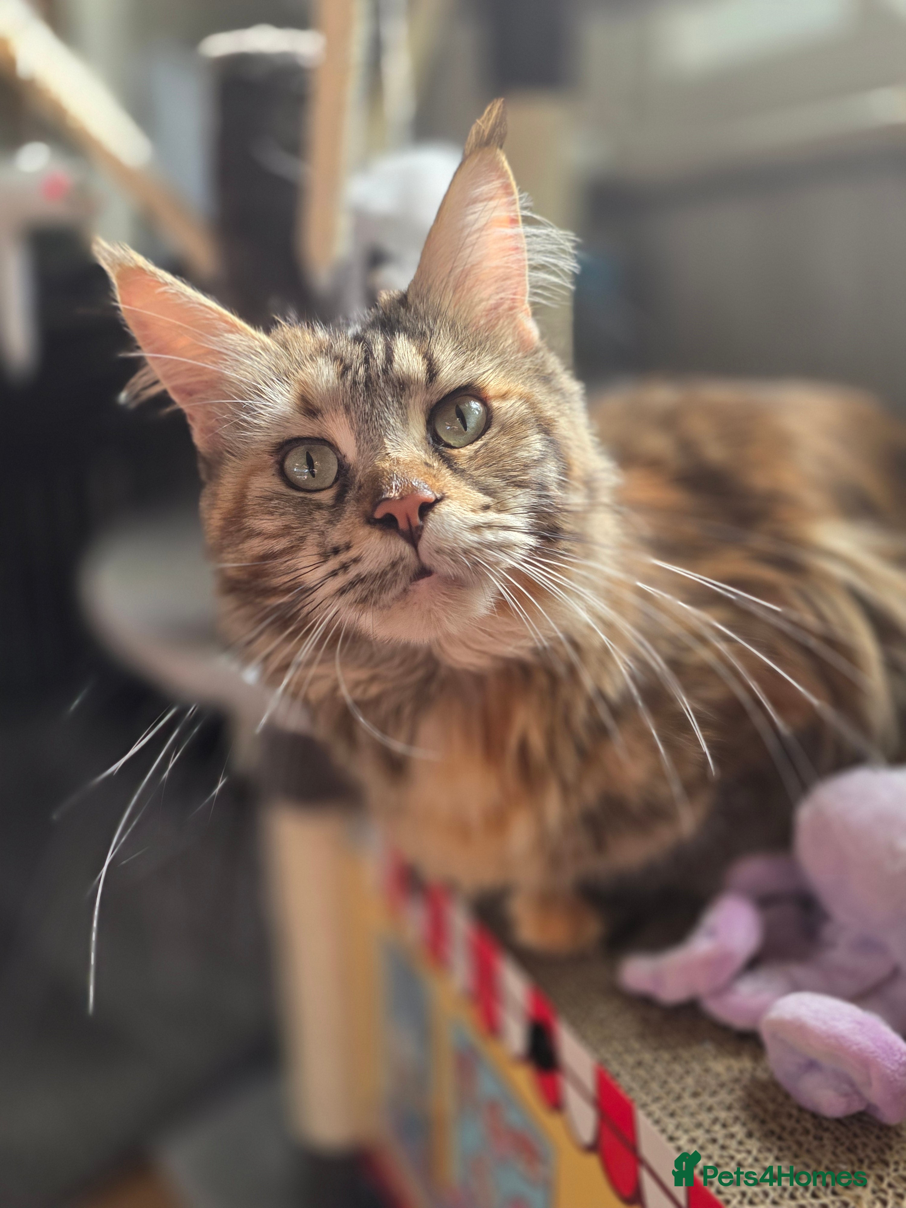 Maine Coon cats 🐾 Beautiful GCCF Registered Pedigree Kittens 🐾 - Advert 2