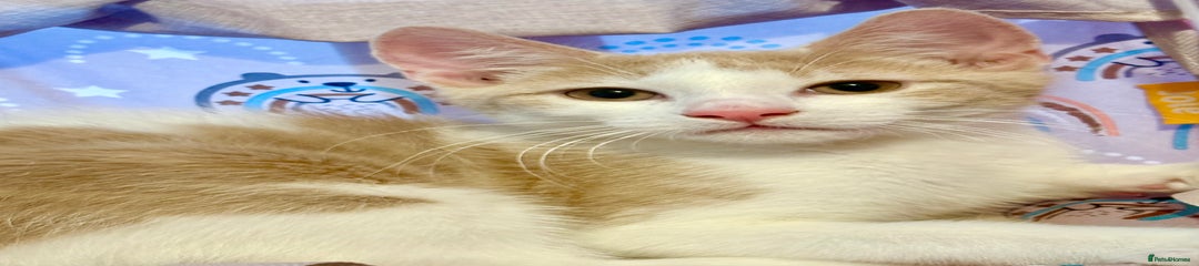 Mixed Breed Kitten 1