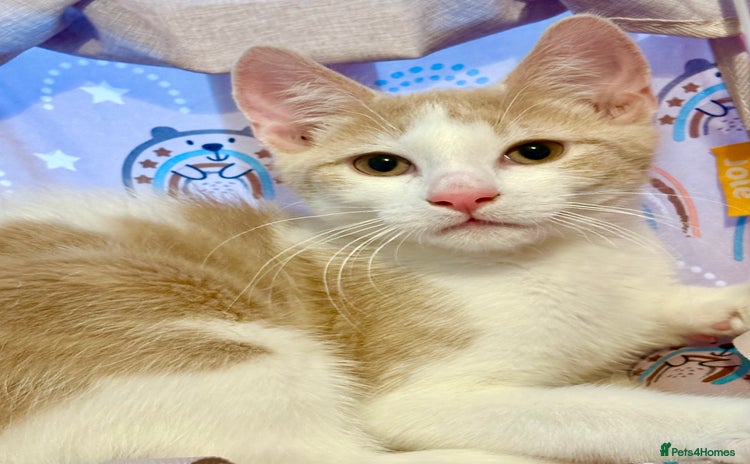 Mixed Breed cats - Advert 1