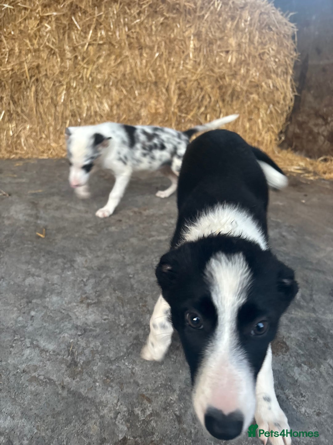 Bearded Collie dogs for sale: 2 collies for sale  - Image 9