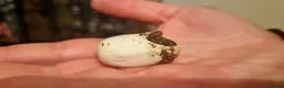 Snake reptiles for sale: Malagasy cat eyed snakes in Northampton - Advert 7