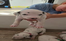 Dalmatian dogs for sale: Ready to leave 17th august in Banbury - Image 5