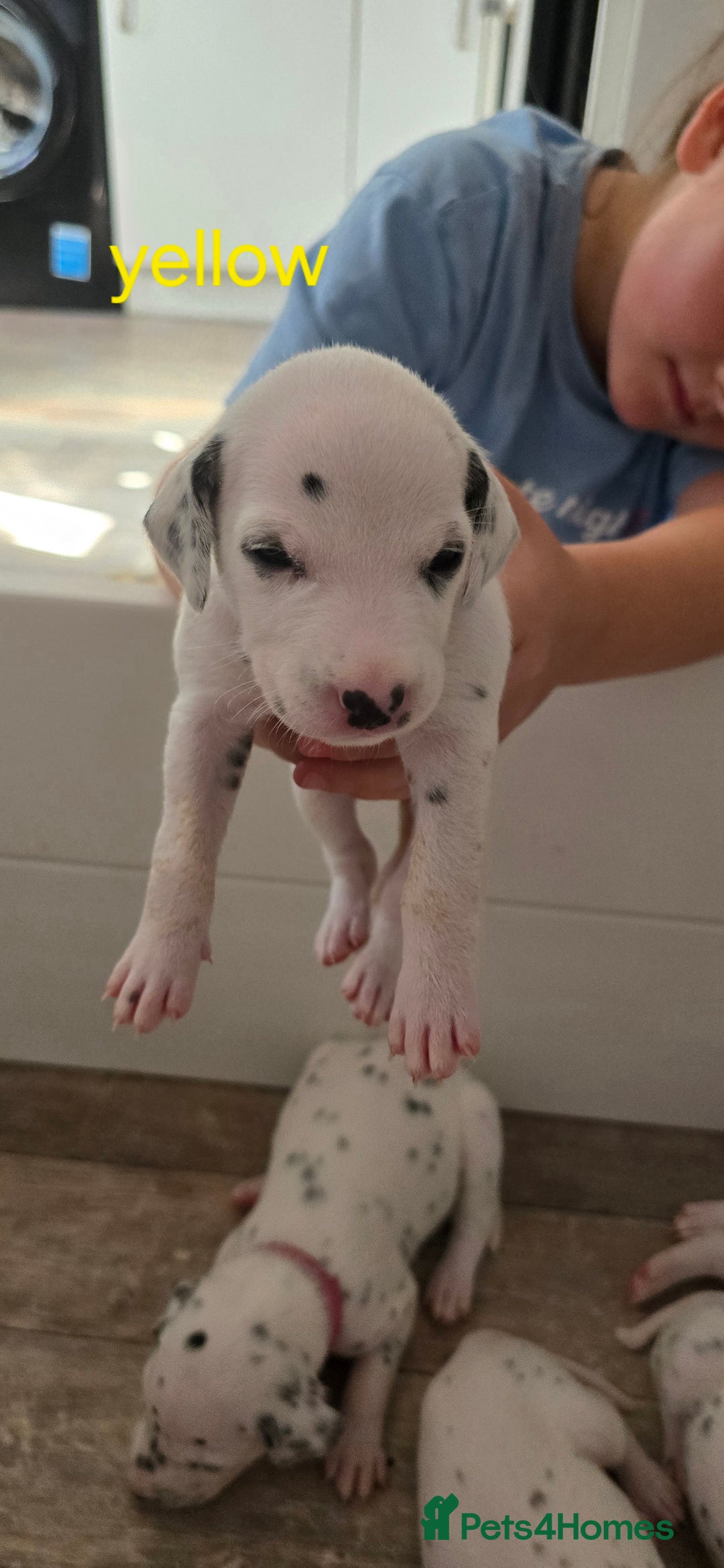 Dalmatian dogs for sale: Ready to leave 17th august in Banbury - Image 5