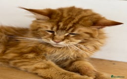 Maine Coon cats for sale: 🐾 TICA Maine Coone Red Tabby Male - Image 1
