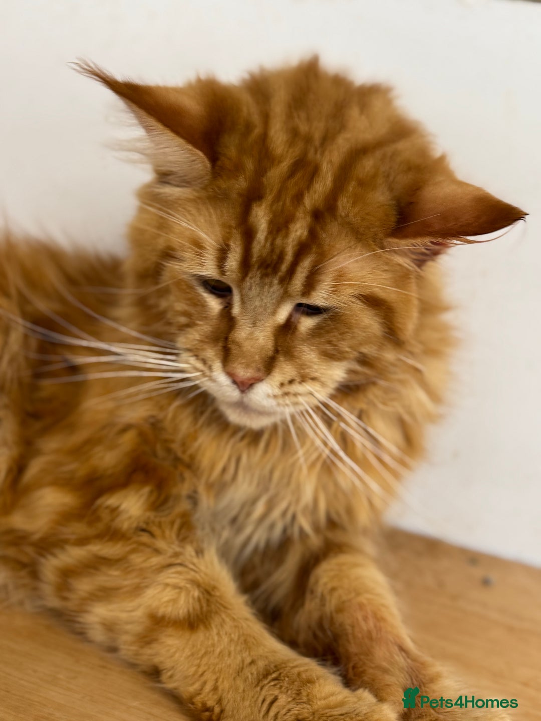 Maine Coon cats for sale: 🐾 TICA Maine Coone Red Tabby Male - Image 1