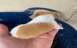 Guinea Pig rodents for sale: Baby Guinea Pigs - Image 4