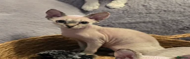 Devon Rex 2