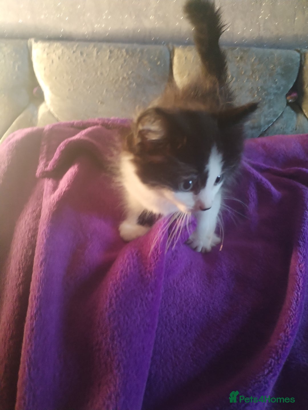 Mixed Breed cats for sale: 6 week old kittens looking for forever home - Image 8
