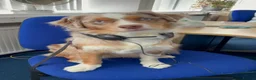 Miniature American Shepherd dogs for sale: Mini American Puppies DUE DATE 13/05/26 - Advert 8