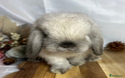 Mini Lop rabbits for sale: Beautiful Baby Mini lop Doe - Image 5