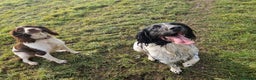 English Springer Spaniel dogs for sale: Stunning English Springer Spaniels  - Advert 2