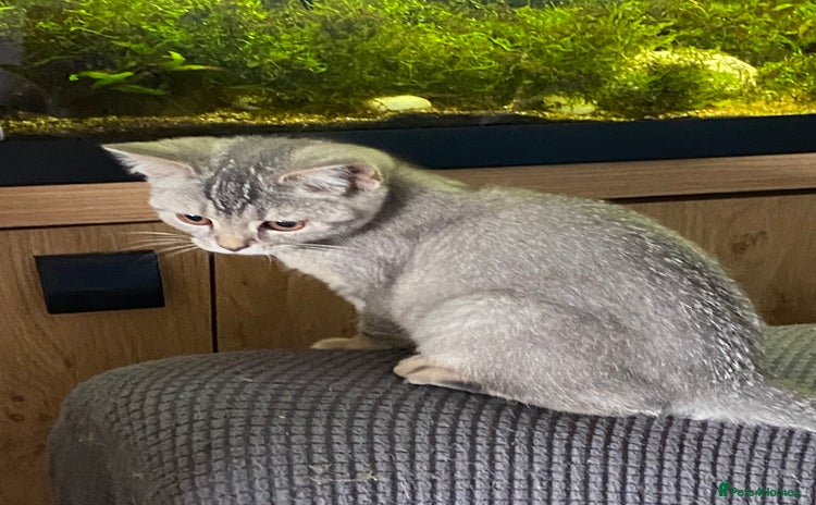 British Shorthair cats - Advert 13