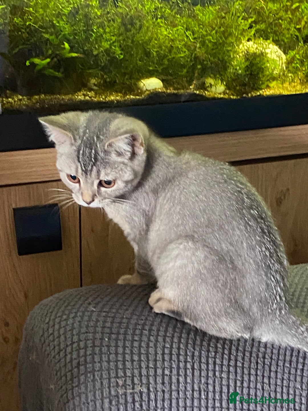 British Shorthair cats for sale: British shorthair kittens  - Image 1