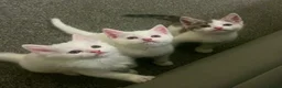 Mixed Breed cats for sale: Kittens - Advert 7