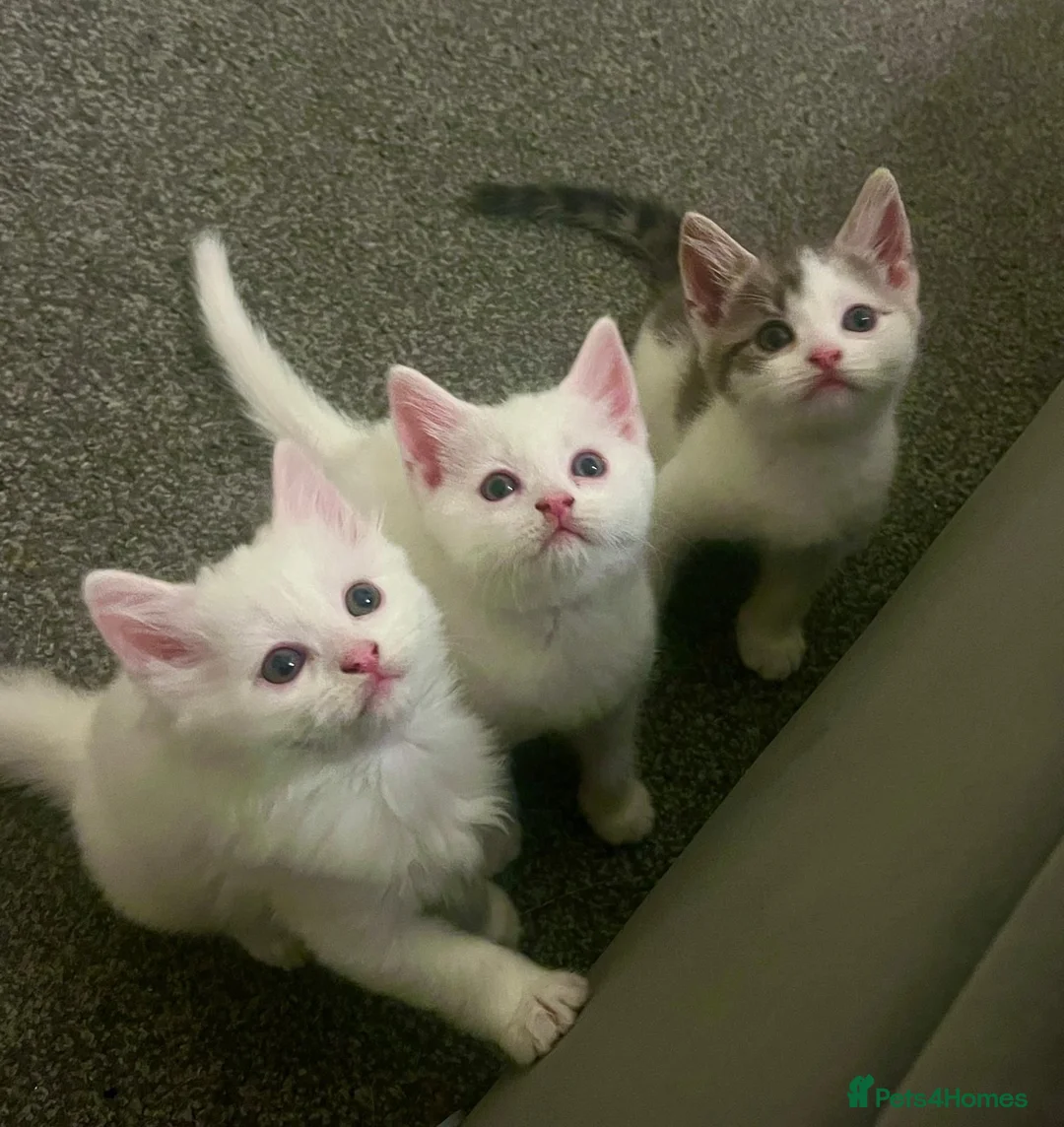 Mixed Breed cats for sale: Kittens - Advert 7