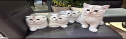 Scottish Fold cats for stud: Scottish fold, black golden ticket tabby  in Hornchurch - Advert 5