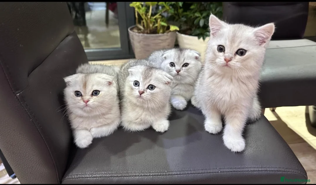 Scottish Fold cats for stud: Scottish fold, black golden ticket tabby  in Hornchurch - Advert 5