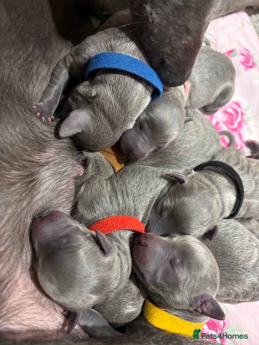 Whippet dogs for sale: Full blue pedigree KC reg whippet puppies - Advert 3