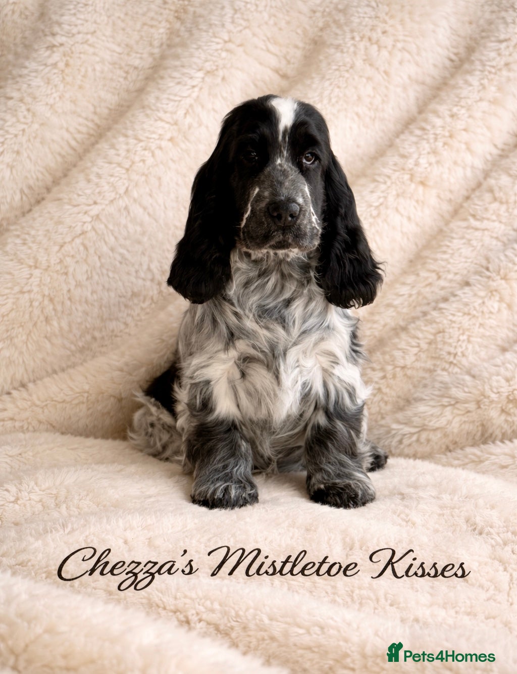 Cocker Spaniel dogs Exceptional Blue Roan female Cocker Spaniel  - Advert 1