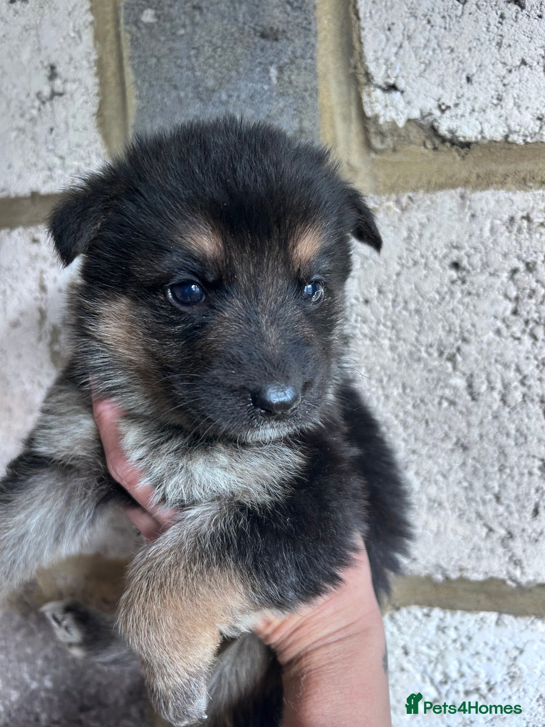German Shepherd dogs for sale: German shepherd READY TO LEAVE - Advert 10