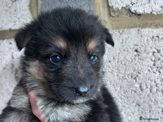 German Shepherd dogs - Advert 25