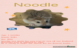Hamster rodents for sale: Hamsters  - Image 5