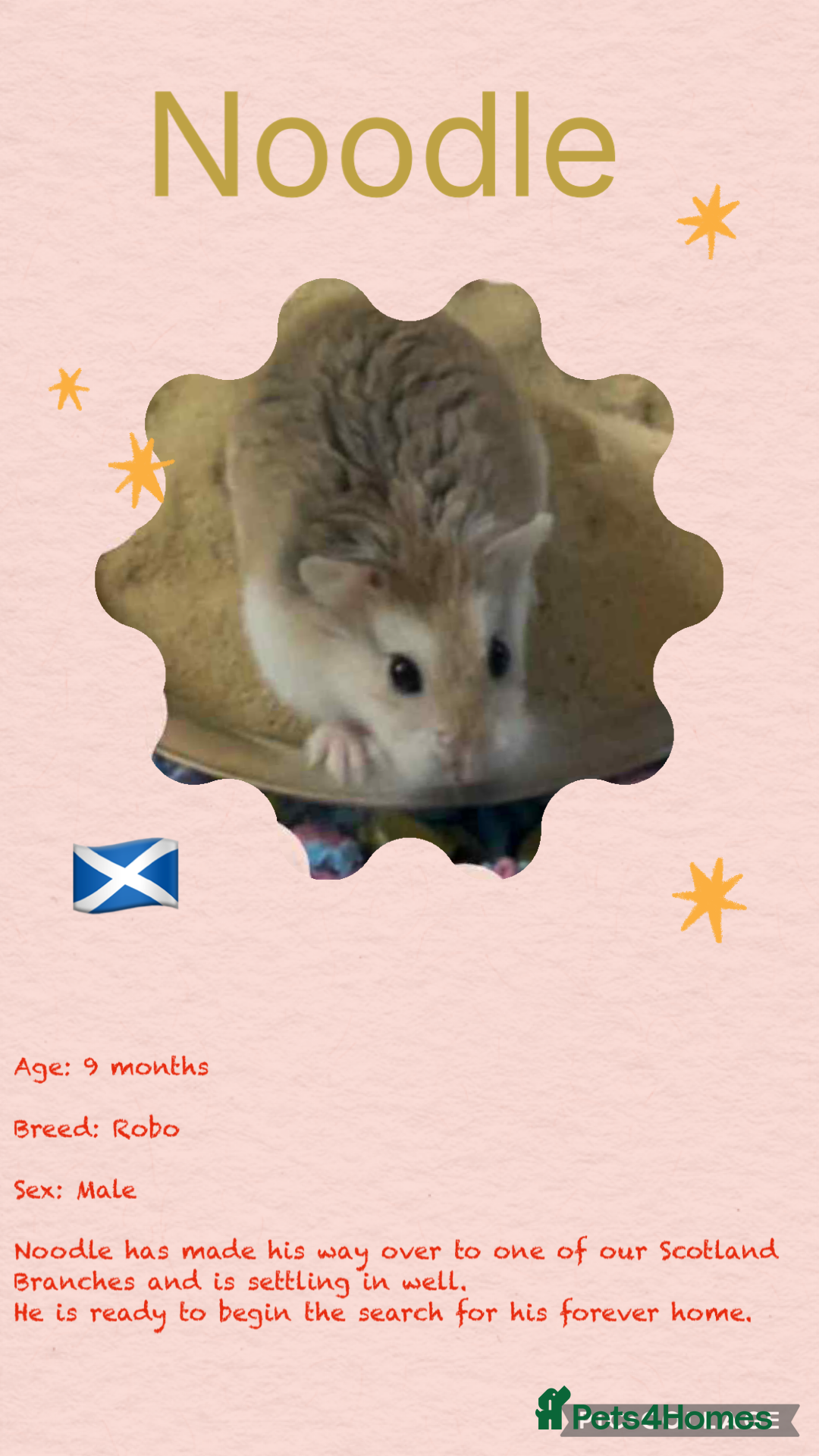 Hamster rodents for sale: Hamsters  - Image 5