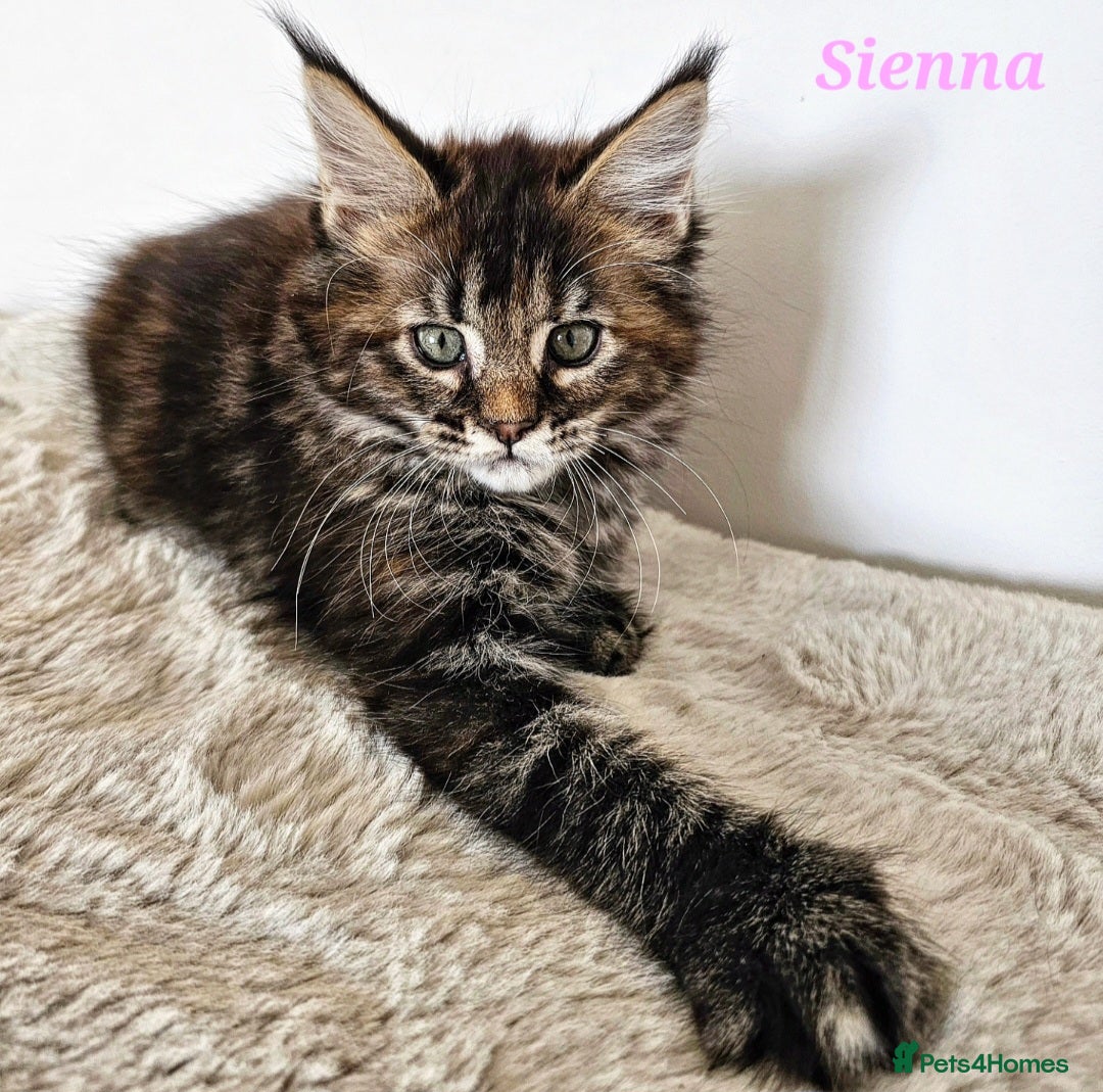Maine Coon cats for sale:   Maine Coon kittens looking for loving homes - Image 5
