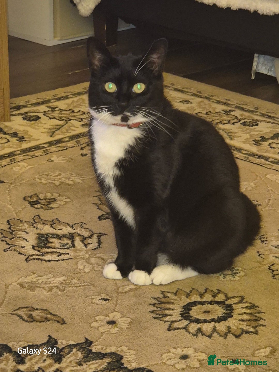 Mixed Breed cats for sale: Only 1 beautiful girl looking new family  - Advert 8