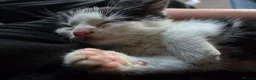 Mixed Breed cats for sale: Male kitten for sale - Advert 6