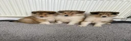 Rough Collie dogs for sale: Stunning rough collie puppies for sale  - Advert 4