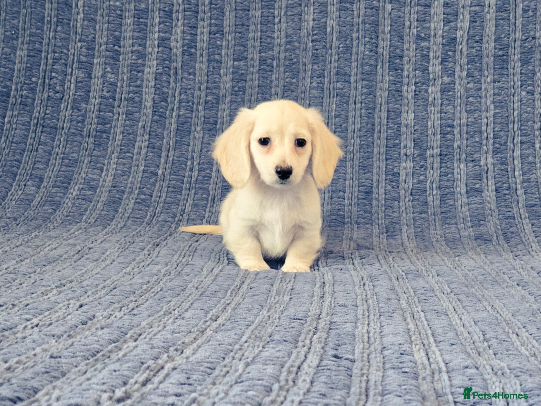 Miniature Dachshund dogs Rare Cream Mini Longcoat Dachshund Puppies - Advert 1