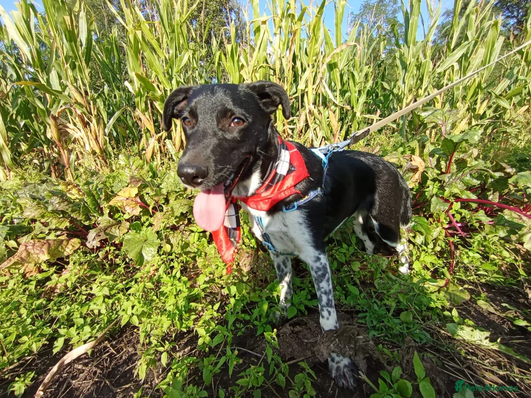 Mixed Breed dogs for adoption: ❤️GEMMIE❤️1yo girl, who chose life, people and fun - Advert 2