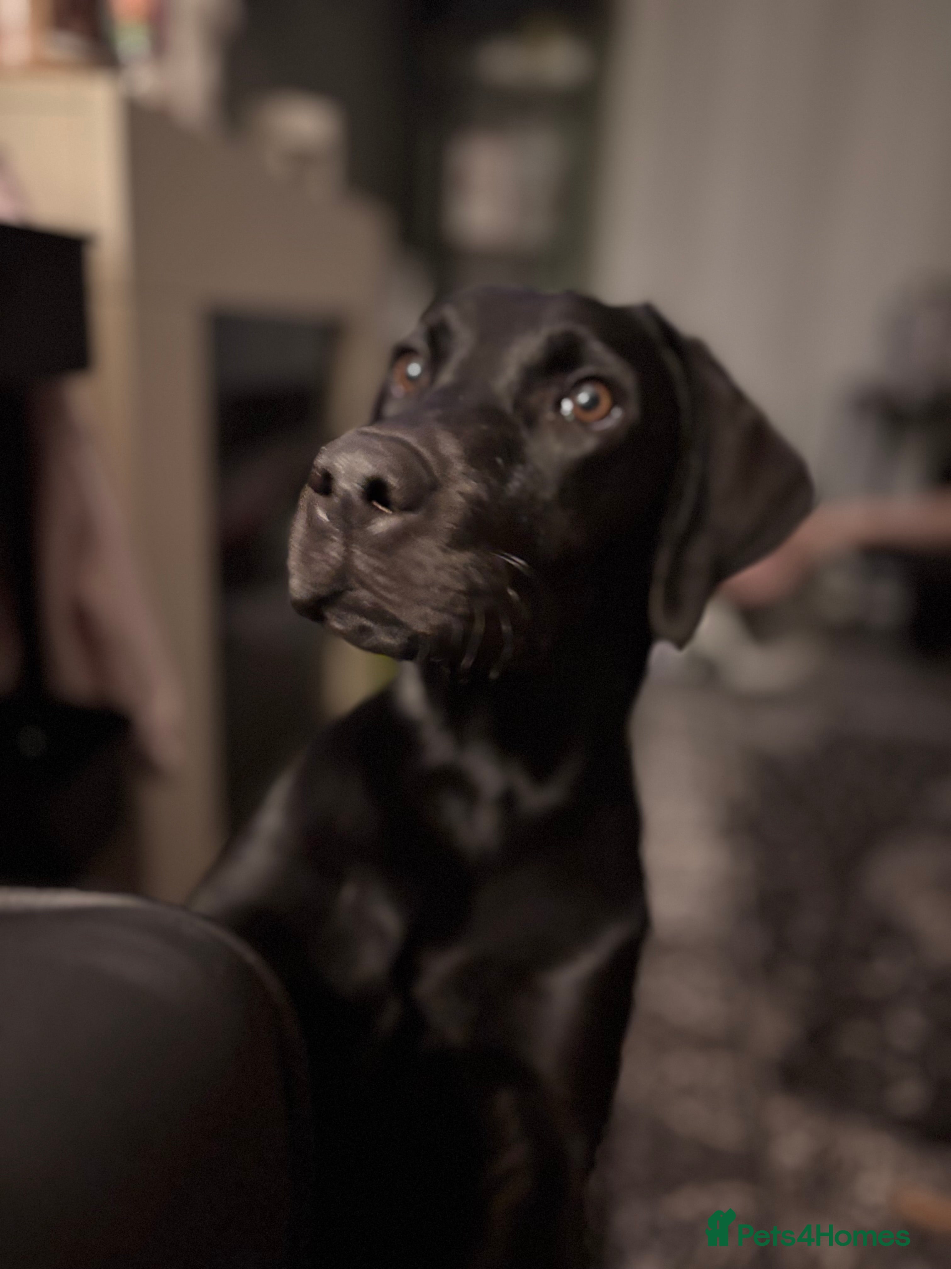 Labrador Retriever dogs Labrador 11 month old  - Advert 2