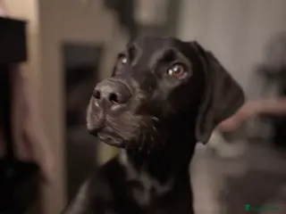 Labrador Retriever dogs Labrador 11 month old - Advert 11