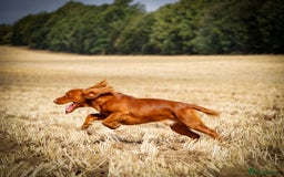 Sprocker dogs for sale: Exceptional working-line puppies for loving homes! - Image 35